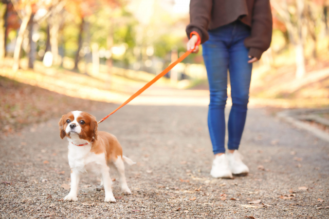 飼い主とお散歩する犬