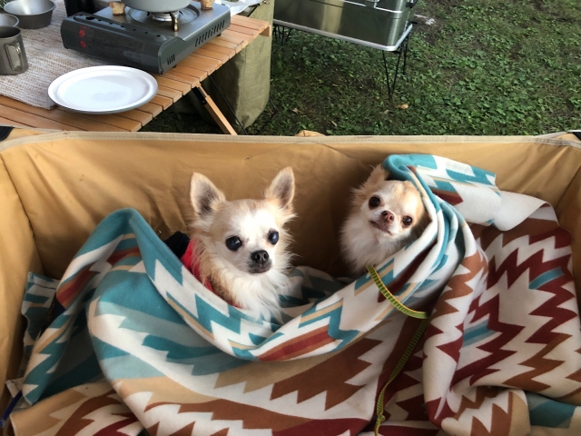 キャンプ場で寛ぐ2頭の犬