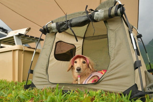 ペット一緒に楽しむキャンプ