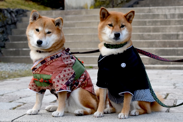おまいりする犬