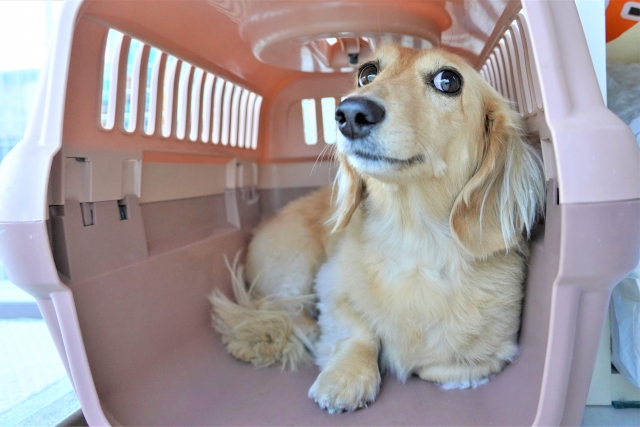 クレートにいるミニチュアダックスフンド