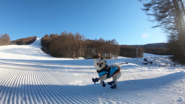 スキーをする犬