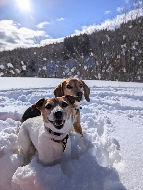 雪遊びを楽しむ2頭の犬