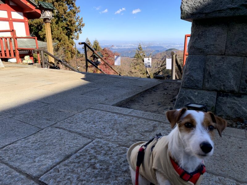 東京御嶽神社と犬