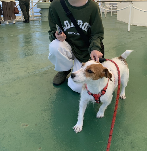 フェリーに乗る犬