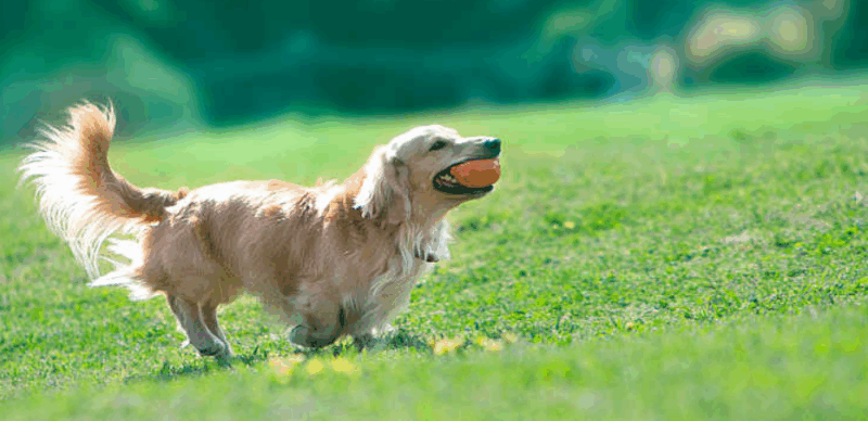 キャンプマナビスのドッグラン