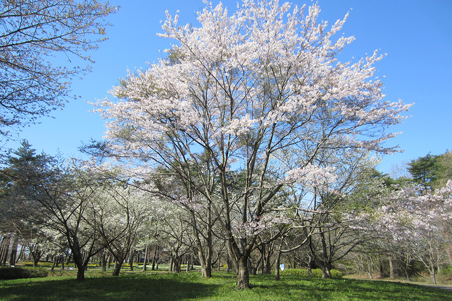 満開の桜｜国営ひたち海浜公園