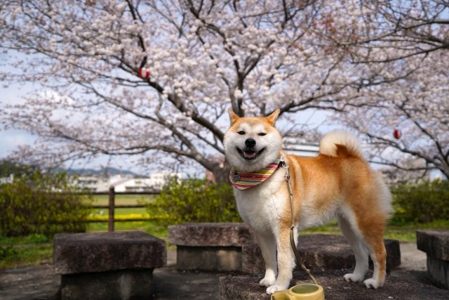 犬連れでお花見をしている様子｜桜の木の下