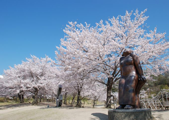 桜並木|けいはんな記念公園