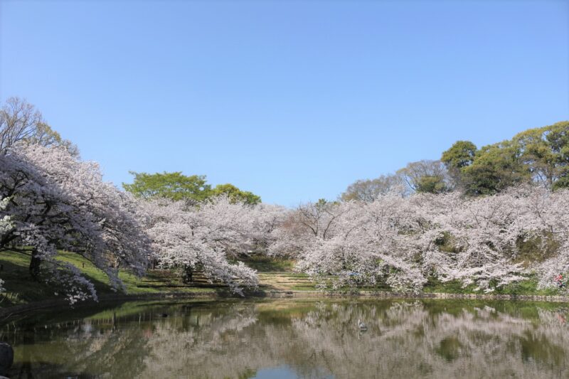 桜並木|花博記念公園