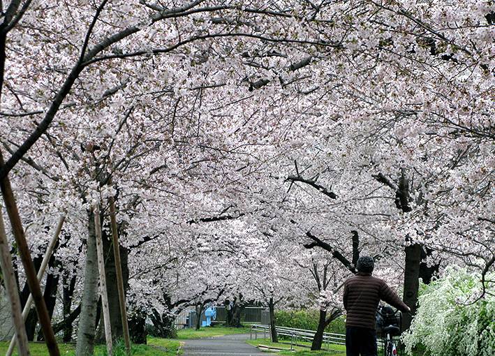 桜のトンネル｜淀川河川公園