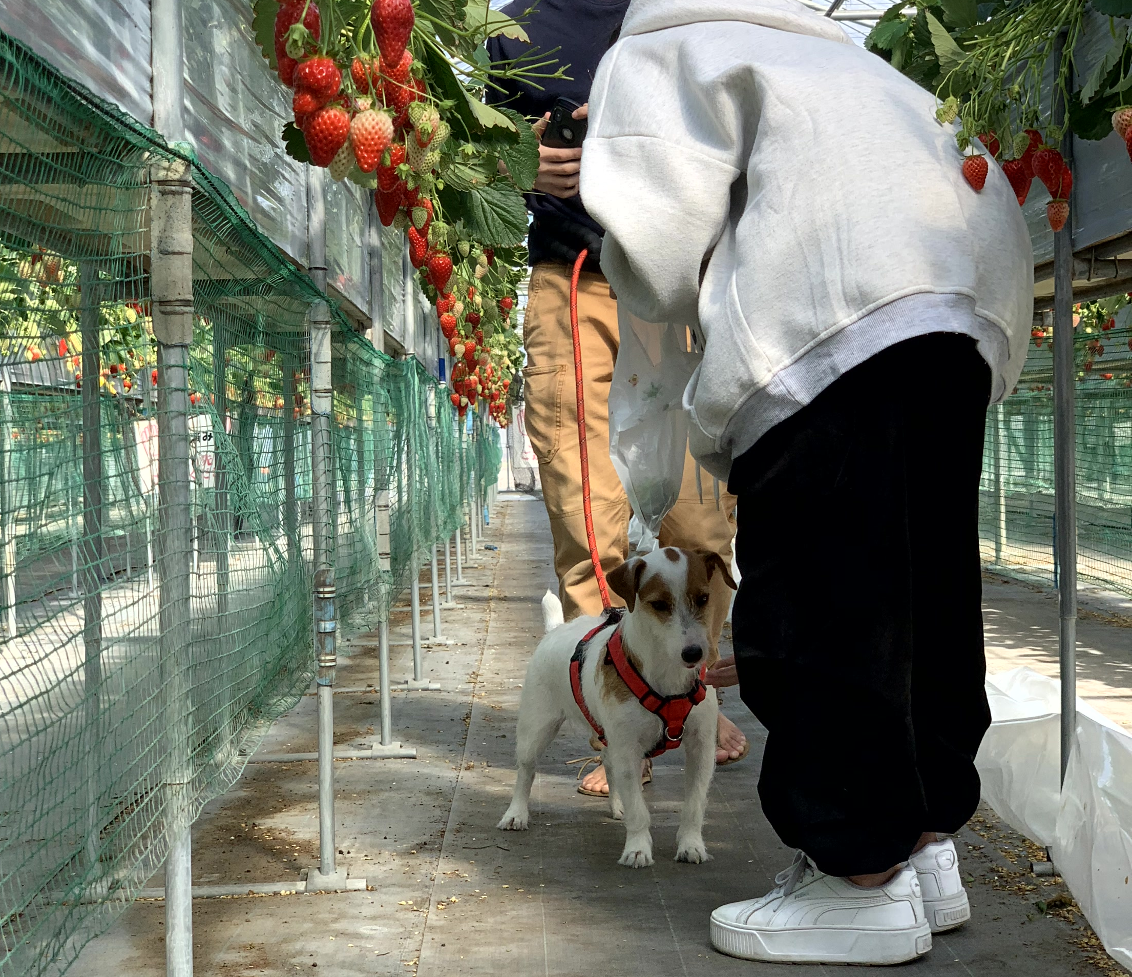 犬と一緒にいちご狩り