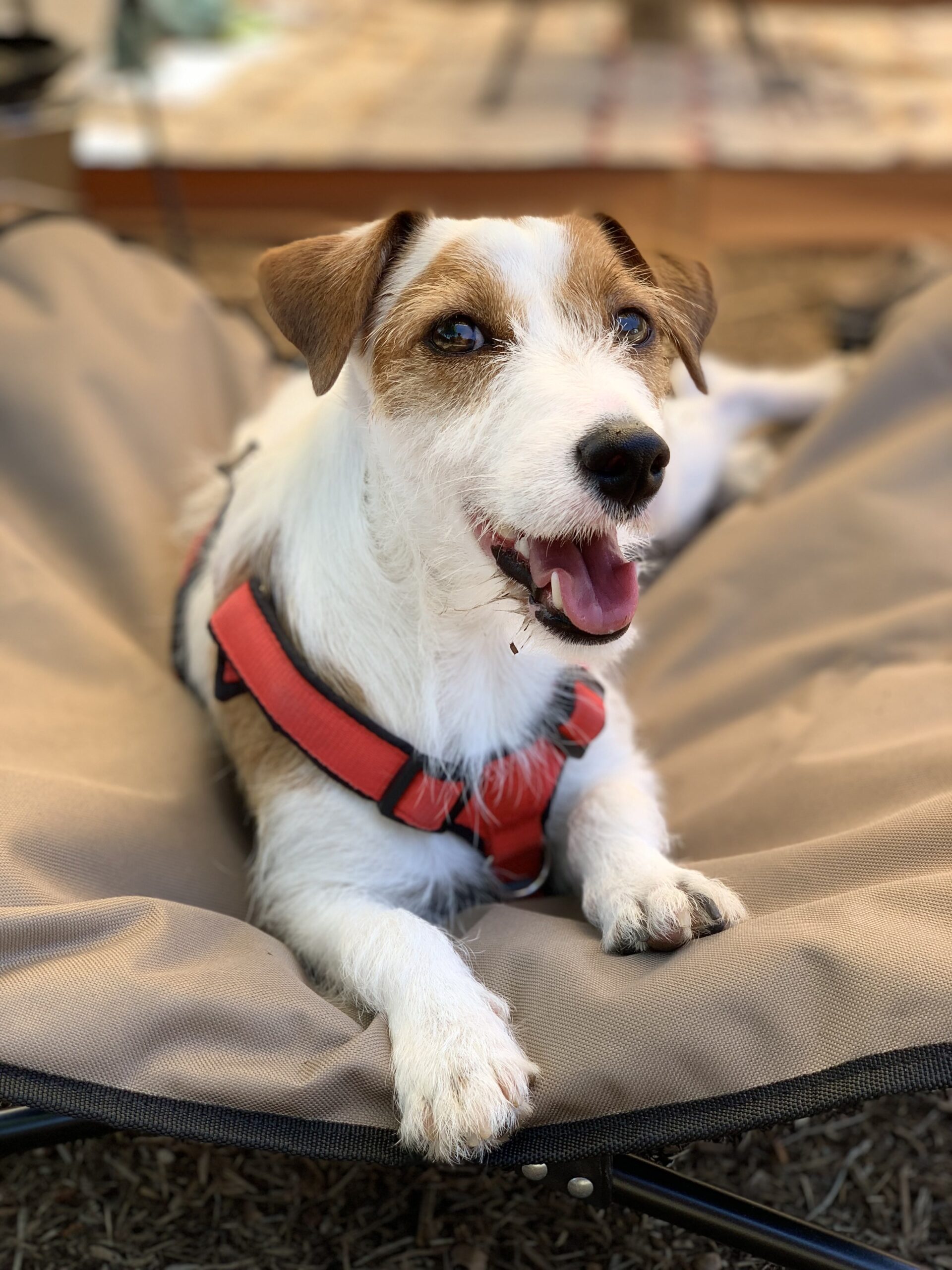 キャンプ場でくつろぐ犬